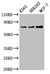 RIP1 / RALBP1 Antibody - Western Blot Positive WB detected in:K562 whole cell lysate,HEK293 whole cell lysate,MCF-7 whole cell lysate All Lanes:RALBP1 antibody at 4µg/ml Secondary Goat polyclonal to rabbit IgG at 1/50000 dilution Predicted band size: 77 KDa Observed band size: 77 KDa