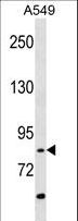 RIP4 / ANKRD3 Antibody - ANKRD3 Antibody (Q817) western blot of A549 cell line lysates (35 ug/lane). The ANKRD3 antibody detected the ANKRD3 protein (arrow).