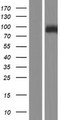 RIP4 / ANKRD3 Protein - Western validation with an anti-DDK antibody * L: Control HEK293 lysate R: Over-expression lysate