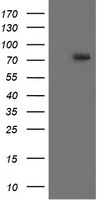 RIPK1 / RIP Antibody - HEK293T cells were transfected with the pCMV6-ENTRY control (Left lane) or pCMV6-ENTRY RIPK1 (Right lane) cDNA for 48 hrs and lysed. Equivalent amounts of cell lysates (5 ug per lane) were separated by SDS-PAGE and immunoblotted with anti-RIPK1.