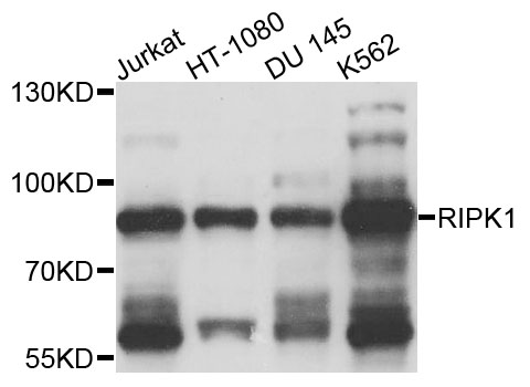 RIPK1 / RIP Antibody - Western blot analysis of extracts of various cells.