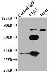 RIPK1 / RIP Antibody - Immunoprecipitating Ripk1 in K562 whole cell lysate Lane 1: Rabbit control IgG (1µg) instead of product in K562 whole cell lysate.For western blotting,a HRP-conjugated Protein G antibody was used as the Secondary antibody (1/2000) Lane 2: Product (6µg) + K562 whole cell lysate (500µg) Lane 3: K562 whole cell lysate (10µg)