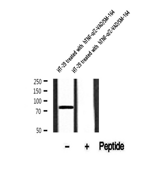 irip antibody