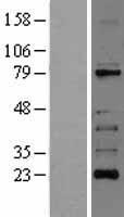 RIPK1 / RIP Protein - Western validation with an anti-DDK antibody * L: Control HEK293 lysate R: Over-expression lysate