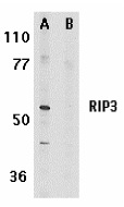 RIPK3 / RIP3 Antibody - Western blot of whole cell lysate from mouse 3T3 cells probed with Rabbit anti-RIP3 in the absence (A) or presence (B) of blocking peptide