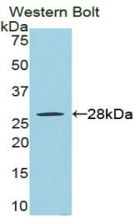 RIPK3 / RIP3 Antibody - Western blot of recombinant RIPK3 / RIP3.  This image was taken for the unconjugated form of this product. Other forms have not been tested.
