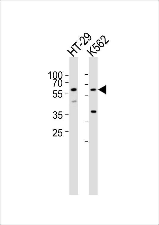 RIPK3 / RIP3 Antibody - Western blot of lysates from HT-29, K562 cell line (from left to right), using RIPK3 Antibody Center. Antibody was diluted at 1:1000 at each lane. A goat anti-rabbit IgG H&L (HRP) at 1:10000 dilution was used as the secondary antibody. Lysates at 35ug per lane.