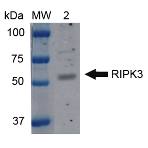 RIPK3 / RIP3 Antibody - Western blot analysis of Mouse Brain cell lysates showing detection of ~56.9 kDa RIP3 protein using Rabbit Anti-RIP3 Polyclonal Antibody. Lane 1: Molecular Weight Ladder (MW). Lane 2: Mouse Brain cell lysates. Load: 15 µg. Block: 5% Skim Milk in 1X TBST. Primary Antibody: Rabbit Anti-RIP3 Polyclonal Antibody  at 1:1000 for 2 hours at RT. Secondary Antibody: Goat Anti-Rabbit IgG: HRP at 1:1000 for 60 min at RT. Color Development: ECL solution for 6 min in RT. Predicted/Observed Size: ~56.9 kDa.