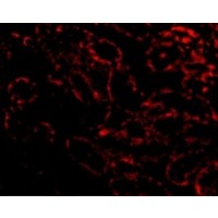 RIPK3 / RIP3 Antibody - Immunofluorescence of RIP3 in Rat Kidney cells with RIP3 antibody at 20 µg/mL.