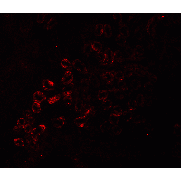 RIPK3 / RIP3 Antibody - Immunofluorescence of RIP3 in mouse kidney tissue with RIP3 Antibody at 20 µg/mL.