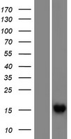 RIPPLY1 Protein - Western validation with an anti-DDK antibody * L: Control HEK293 lysate R: Over-expression lysate