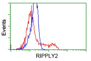 RIPPLY2 Antibody - HEK293T cells transfected with either overexpress plasmid (Red) or empty vector control plasmid (Blue) were immunostained by anti-RIPPLY2 antibody, and then analyzed by flow cytometry.