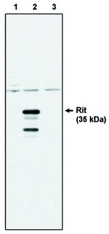 RIT1 Antibody - Western blot of Rit antibody (Rit) on control 293 cells (1), 293 cells expressing HA-tagged Rit protein (2) and 293 cells expressing HA-tagged Rin protein (3).