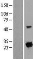 RIT1 Protein - Western validation with an anti-DDK antibody * L: Control HEK293 lysate R: Over-expression lysate