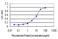 RIT2 / RIN Antibody - Detection limit for recombinant GST tagged RIT2 is approximately 0.3 ng/ml as a capture antibody.