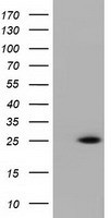 RIT2 / RIN Antibody - HEK293T cells were transfected with the pCMV6-ENTRY control (Left lane) or pCMV6-ENTRY RIT2 (Right lane) cDNA for 48 hrs and lysed. Equivalent amounts of cell lysates (5 ug per lane) were separated by SDS-PAGE and immunoblotted with anti-RIT2.