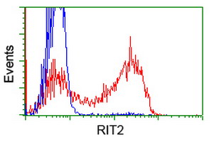 RIT2 / RIN Antibody - HEK293T cells transfected with either overexpress plasmid (Red) or empty vector control plasmid (Blue) were immunostained by anti-RIT2 antibody, and then analyzed by flow cytometry.