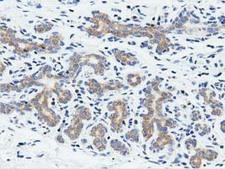 RIT2 / RIN Antibody - Immunohistochemical staining of paraffin-embedded Human breast tissue using anti-RIT2 mouse monoclonal antibody. (Dilution 1:50).