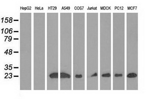 RIT2 / RIN Antibody - Western blot analysis of extracts (35ug) from 9 different cell lines by using anti-RIT2 monoclonal antibody.