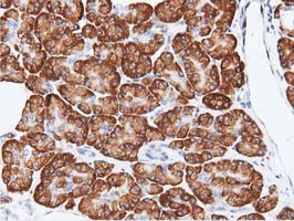 RIT2 / RIN Antibody - Immunohistochemical staining of paraffin-embedded Human pancreas tissue using anti-RIT2 mouse monoclonal antibody. (Dilution 1:50).