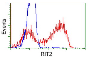 RIT2 / RIN Antibody - HEK293T cells transfected with either overexpress plasmid (Red) or empty vector control plasmid (Blue) were immunostained by anti-RIT2 antibody, and then analyzed by flow cytometry.