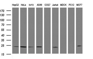 RIT2 / RIN Antibody - Western blot of extracts (35 ug) from 9 different cell lines by using g anti-RIT2 monoclonal antibody (HepG2: human; HeLa: human; SVT2: mouse; A549: human; COS7: monkey; Jurkat: human; MDCK: canine; PC12: rat; MCF7: human).