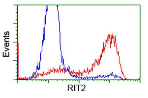 RIT2 / RIN Antibody - HEK293T cells transfected with either overexpress plasmid (Red) or empty vector control plasmid (Blue) were immunostained by anti-RIT2 antibody, and then analyzed by flow cytometry.