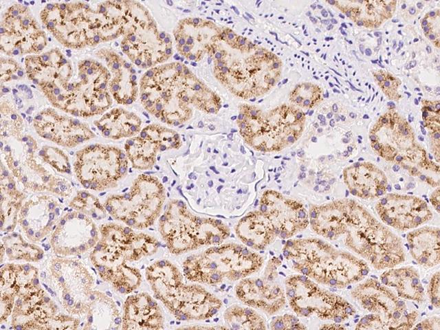 RITA1 / C12orf52 Antibody - Immunochemical staining of human RITA1 in human kidney with rabbit polyclonal antibody at 1:100 dilution, formalin-fixed paraffin embedded sections.