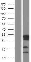 RITA1 / C12orf52 Protein - Western validation with an anti-DDK antibody * L: Control HEK293 lysate R: Over-expression lysate