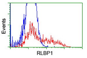 RLBP1 / CRALBP Antibody - HEK293T cells transfected with either overexpress plasmid (Red) or empty vector control plasmid (Blue) were immunostained by anti-RLBP1 antibody, and then analyzed by flow cytometry.