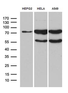 RLIM / RNF12 Antibody - Western blot analysis of extracts. (35ug) from 3 different cell lines by using anti-RLIM monoclonal antibody. (1:500)