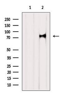 RLIM / RNF12 Antibody
