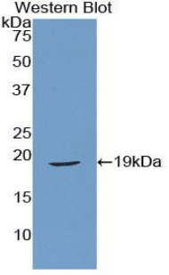 RLN1 / Relaxin Antibody - Western blot of recombinant RLN1 / Relaxin.  This image was taken for the unconjugated form of this product. Other forms have not been tested.