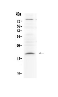 RLN1 / Relaxin Antibody - Western blot - Anti-Relaxin 1 Picoband Antibody