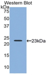 RLN2 / Relaxin 2 Antibody - Western blot of recombinant RLN2 / Relaxin 2.  This image was taken for the unconjugated form of this product. Other forms have not been tested.