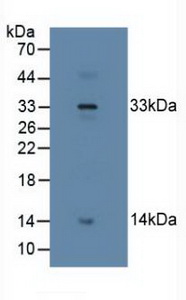 RLN2 / Relaxin 2 Antibody - Western Blot; Sample: Human Placenta Tissue.