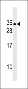 RLN2 / Relaxin 2 Antibody - RLN2 Antibody western blot of NCI-H460 cell line lysates (35 ug/lane). The RLN2 antibody detected the RLN2 protein (arrow).