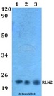 RLN2 / Relaxin 2 Antibody - Western blot of RLN2 antibody at 1:500 dilution. Lane 1: Jurkat whole cell lysate. Lane 2: Raw264.7 whole cell lysate. Lane 3: PC12 whole cell lysate.