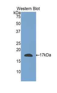 RLN3 / Relaxin 3 Antibody - Western blot of RLN3 / Relaxin 3 antibody.