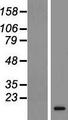 RLN3 / Relaxin 3 Protein - Western validation with an anti-DDK antibody * L: Control HEK293 lysate R: Over-expression lysate