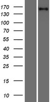 RLTPR Protein - Western validation with an anti-DDK antibody * L: Control HEK293 lysate R: Over-expression lysate