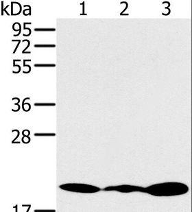 RMA1 / RNF5 Antibody - Western blot analysis of Jurkat, 231 and K562 cell, using RNF5 Polyclonal Antibody at dilution of 1:200.