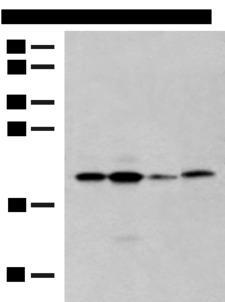RMA1 / RNF5 Antibody - Western blot analysis of 293T cell lysates  using RNF5 Polyclonal Antibody at dilution of 1:250
