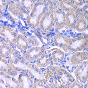 RMDN3 Antibody - Immunohistochemistry of paraffin-embedded rat kidney tissue.
