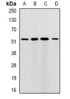 RMDN3 Antibody - Western blot analysis of RMDN3 expression in HepG2 (A); MCF7 (B); mouse liver (C); mouse brain (D) whole cell lysates.