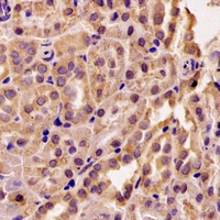 RMDN3 Antibody - Immunohistochemical analysis of RMDN3 staining in rat kidney formalin fixed paraffin embedded tissue section. The section was pre-treated using heat mediated antigen retrieval with sodium citrate buffer (pH 6.0). The section was then incubated with the antibody at room temperature and detected using an HRP conjugated compact polymer system. DAB was used as the chromogen. The section was then counterstained with hematoxylin and mounted with DPX.