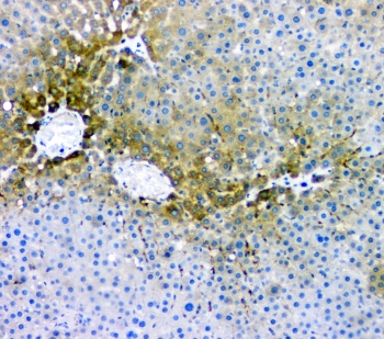 RMI2 / C16orf75 Antibody - IHC staining of FFPE rat liver with RMI2 antibody at 1ug/ml. HIER: boil tissue sections in pH6, 10mM citrate buffer, for 10-20 min and allow to cool before testing.