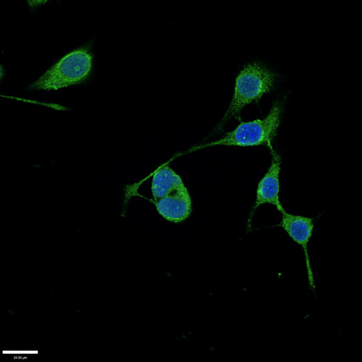 RMND1 Antibody - Immunofluorescent analysis of MCF-7 cells using RMND1 Antibody at a dilution of 1:100 and Alexa Fluor 488-congugated AffiniPure Goat Anti-Rabbit IgG(H+L)