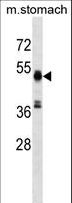 RMND5A Antibody - RMND5A Antibody western blot of mouse stomach tissue lysates (35 ug/lane). The RMND5A antibody detected the RMND5A protein (arrow).