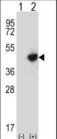 RMND5B Antibody - Western blot of RMND5B (arrow) using rabbit polyclonal RMND5B Antibody. 293 cell lysates (2 ug/lane) either nontransfected (Lane 1) or transiently transfected (Lane 2) with the RMND5B gene.